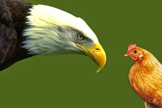 el-guila-y-los-dos-gallos