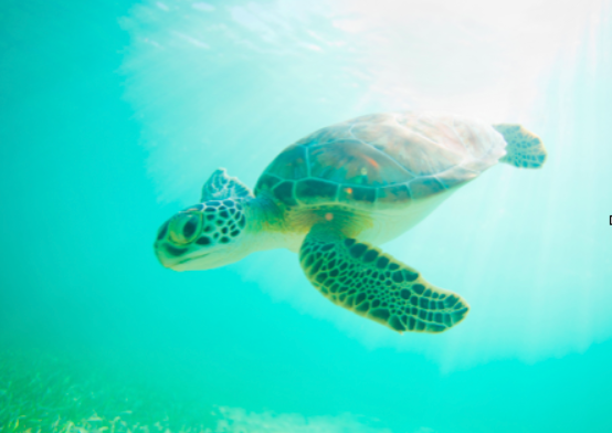 Gestionar Redes de innovación