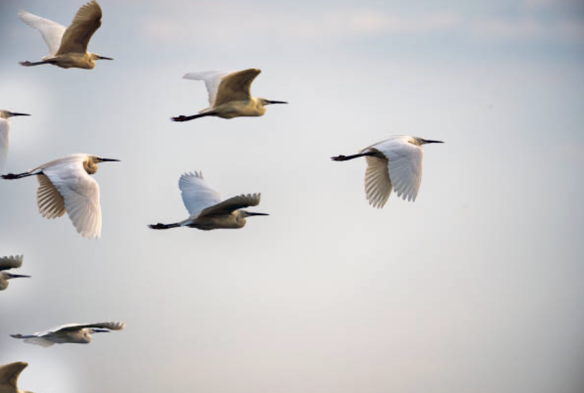 La planificación estratégica y su contexto en las organizaciones sanitarias