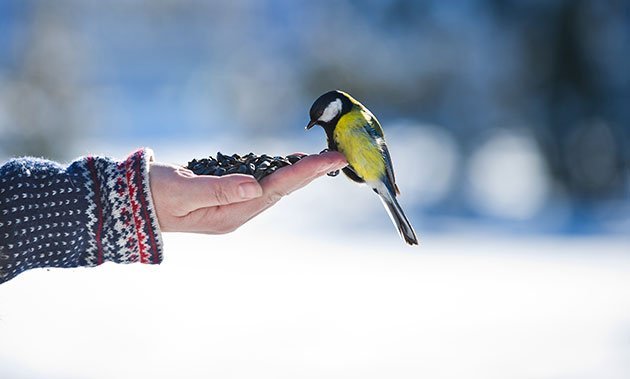 Confianza